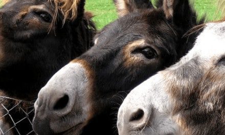 Asnoterapia: una terapia que ayuda a aliviar el estrés con el cariño de los burros