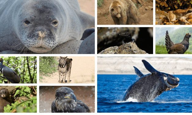 Conoce las 10 especies de animales en peligro de extinción en España