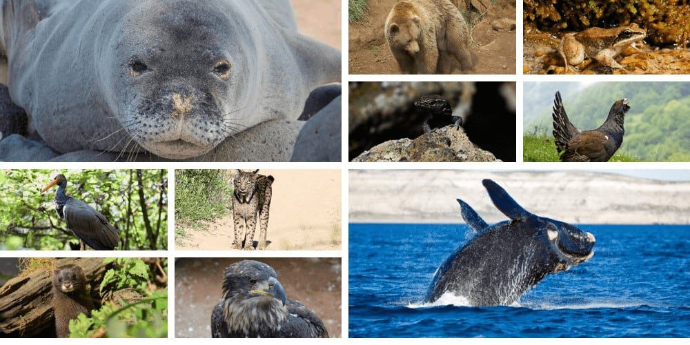 Conoce las 10 especies de animales en peligro de extinción en España