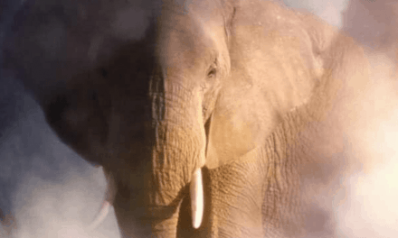 Encuentran rastros de los últimos elefantes gigantes de Europa