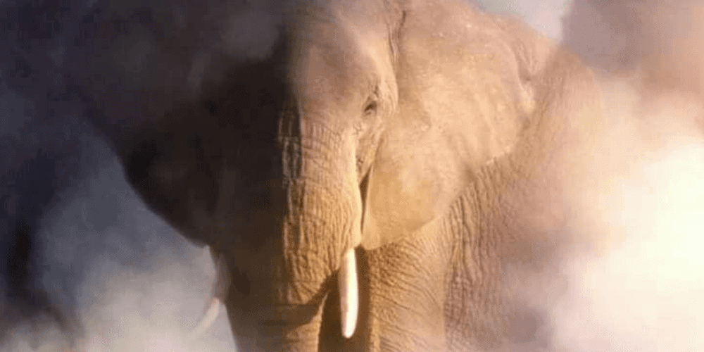 Encuentran rastros de los últimos elefantes gigantes de Europa