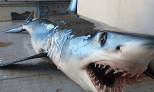 España: puede llegar a ser el peor enemigo del tiburón marrajo