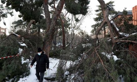Catástrofe vegetal en Madrid tras el paso del temporal de nieve
