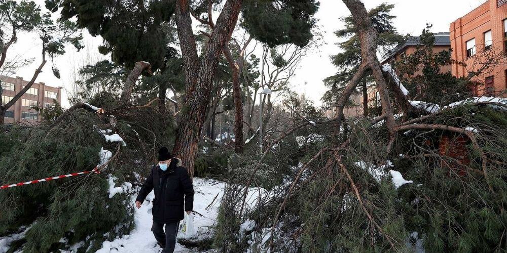 Catástrofe vegetal en Madrid tras el paso del temporal de nieve