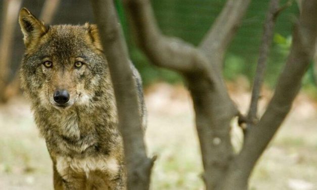 Queda prohibida la caza de lobo en todo el territorio español