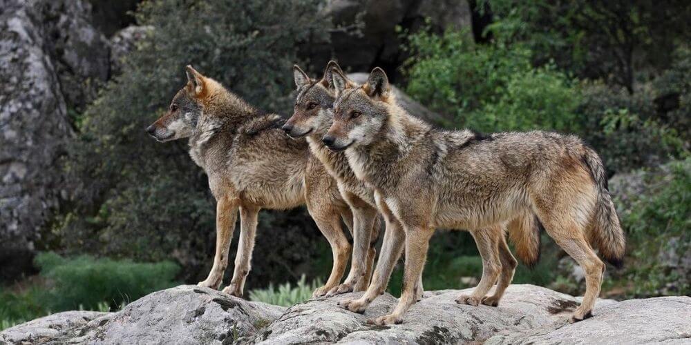 queda-prohibida-la-caza-de-lobo-en-todo-el-territorio-español-lobos-en-su-habitat-aliadoinformativo.com