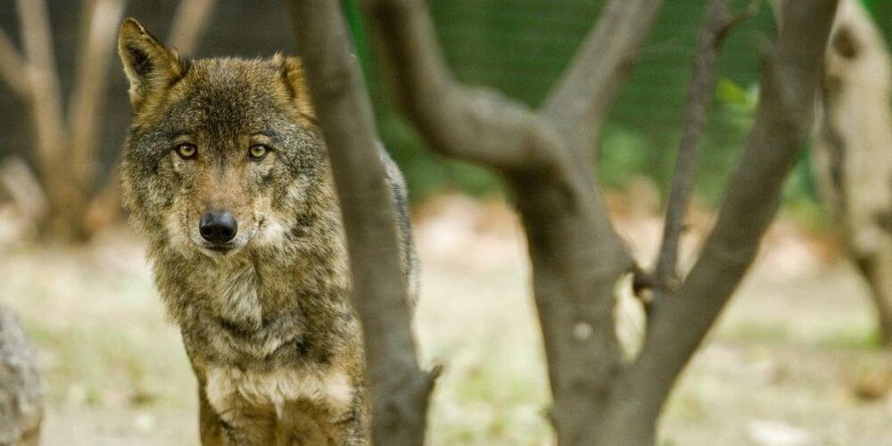 Queda prohibida la caza de lobo en todo el territorio español