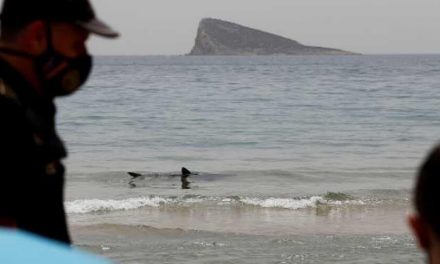 Encuentran un tiburón de al menos 2,5 metros varado en la playa de Poniente de Benidorm