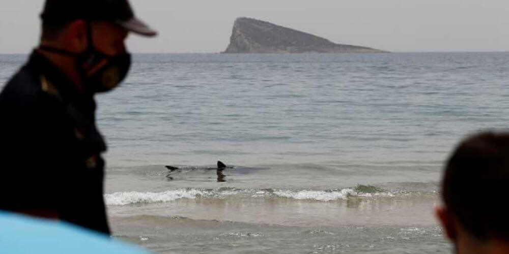 Encuentran un tiburón de al menos 2,5 metros varado en la playa de Poniente de Benidorm