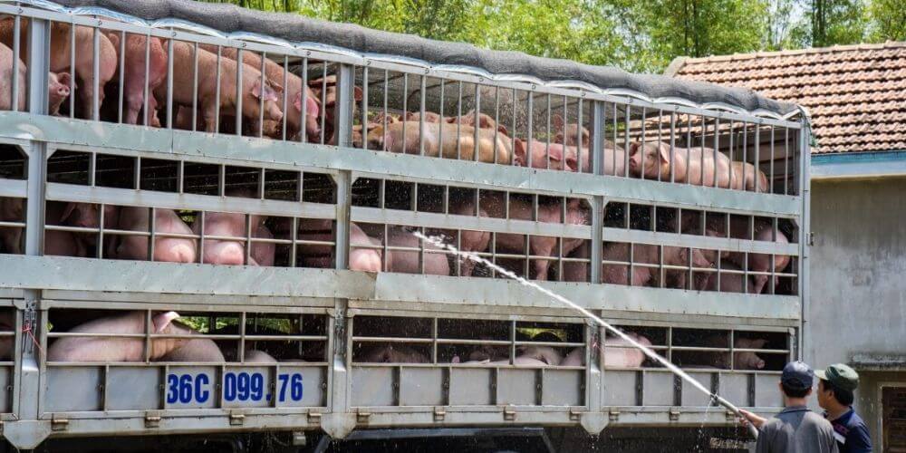 como-transportar-animales-vivos-en-españa-transporte-de-porcinos-aliadoinformativo.com