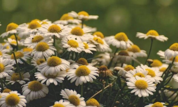 ✅ Top 5 de las mejores plantas curativas en Venezuela ✅