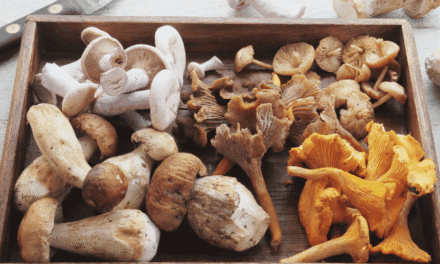 Setas medicinales. Un tesoro nutricional y terapéutico