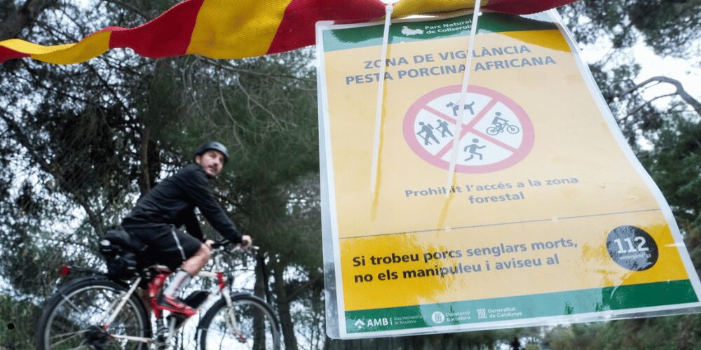 Reunión entre el Gobierno, la Generalitat de Cataluña y representantes del sector porcino para abordar el brote de peste porcina africana.