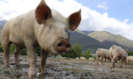 Brote Peste Porcina Barcelona: Reunión Urgente para Contener el Primer Foco en España desde 1994