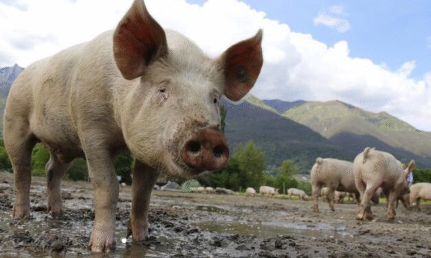 Brote Peste Porcina Barcelona: Reunión Urgente para Contener el Primer Foco en España desde 1994