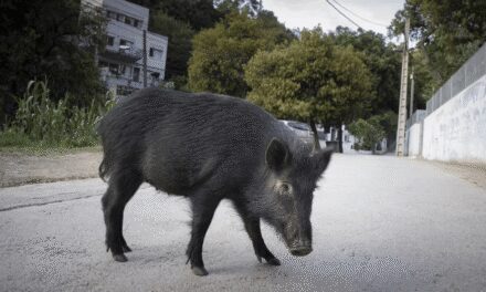 Alerta sanitaria: Detectado el primer caso de peste porcina africana en Barcelona
