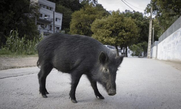 Alerta sanitaria: Detectado el primer caso de peste porcina africana en Barcelona