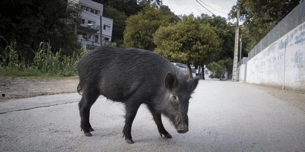 Alerta sanitaria: Detectado el primer caso de peste porcina africana en Barcelona